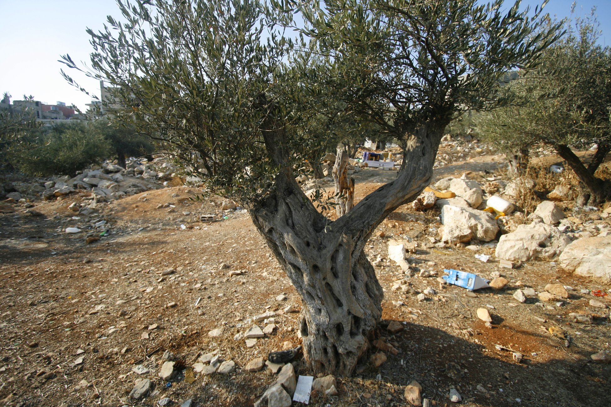 Palestinian olive tree