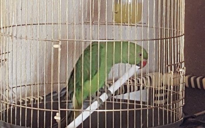 drooping parrot in cage