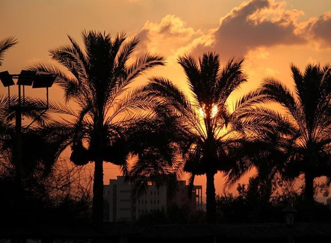 palm trees at dusk