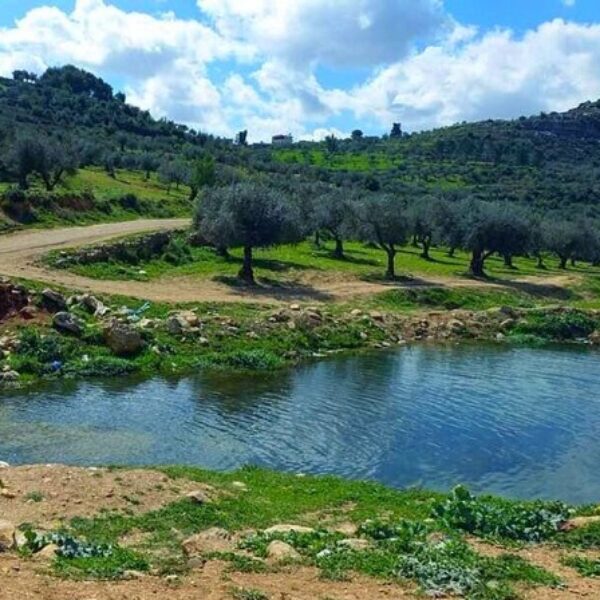 Palestine landscape