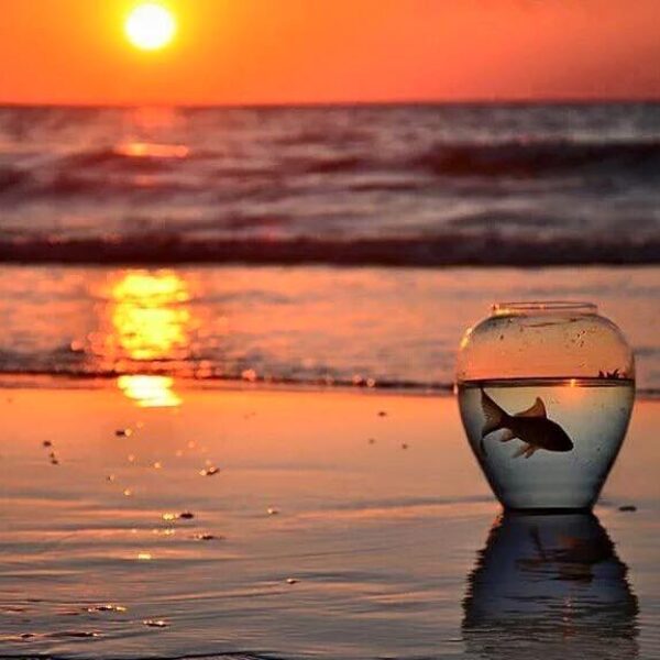 fish in fishbowl on ocean shore.