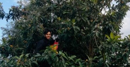 Young man in loquat tree.