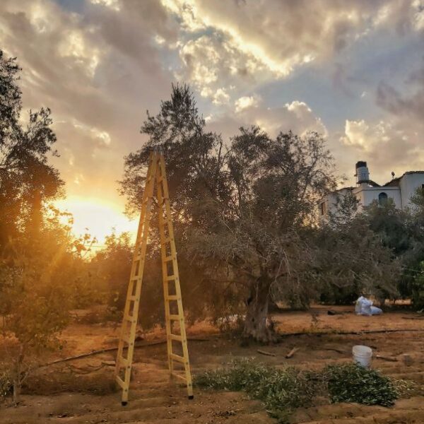 olive tree with ladder