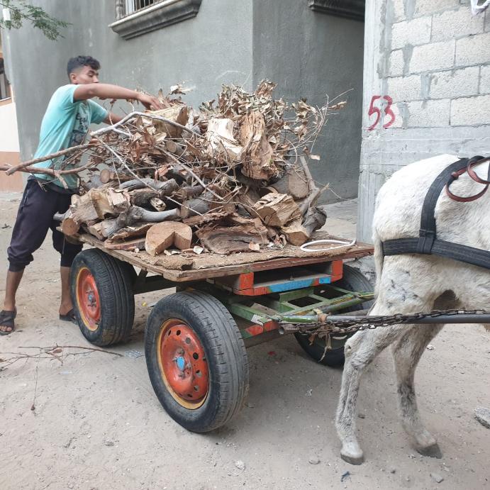Donkey cart full of firewood.