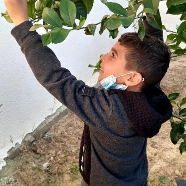 A boy pulling a lemon off a tree.