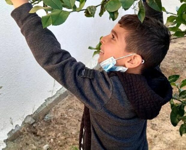 A boy pulling a lemon off a tree.