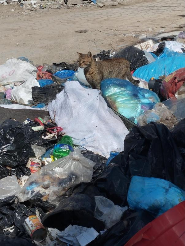 Cat amid garbage in north of Gaza.