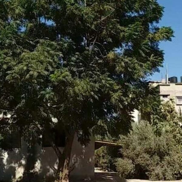 Lush trees in front of a Gaza home.