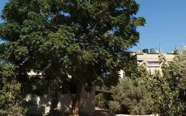 Lush trees in front of a Gaza home.