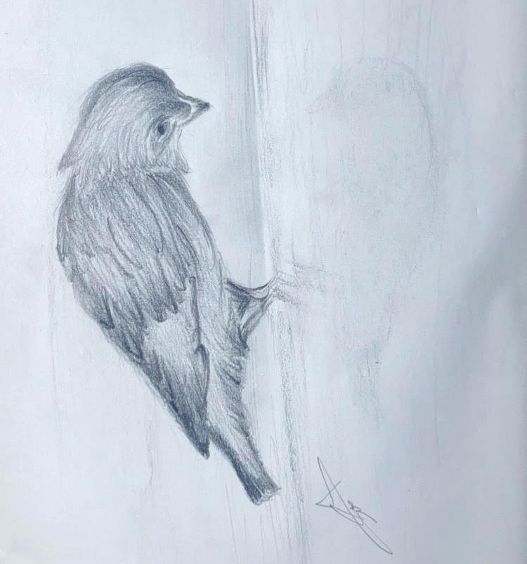 Pencil sketch of sparrow.