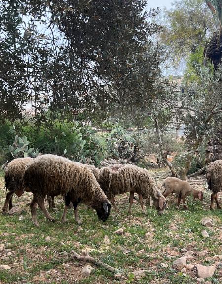 Sheep grazing in the West Bank.
