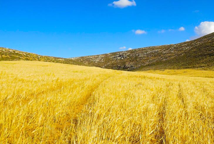 Wheat field in Palestine.